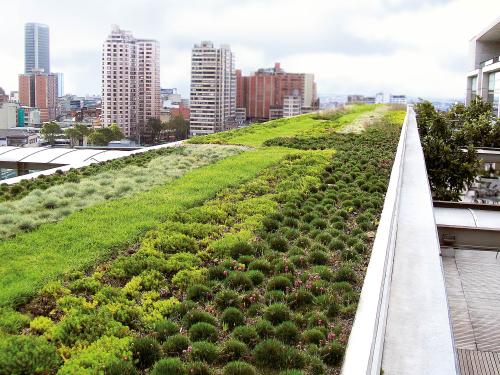 Extensive green roof in the city